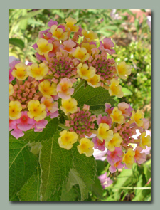 Lantana