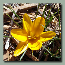 Giant Crocus 'Golden Yellow'