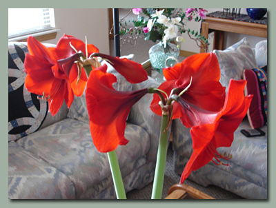 Amaryllis