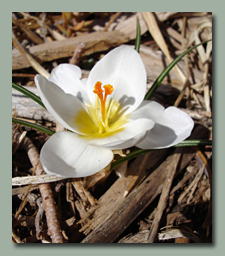 Crocus Chrysanthus Snowbunting