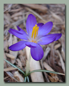 Crocus tommasinianus 'Whitewell Purple'