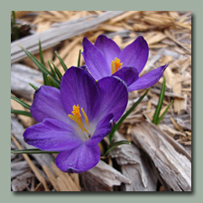 Purple Crocus