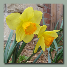 Daffodils