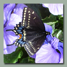 Black Swallowtail Butterfly