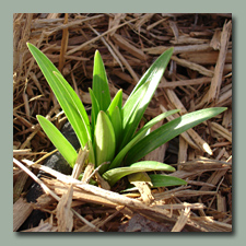 Asiatic Lilies are coming up