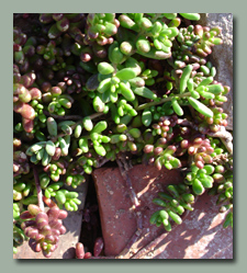 chubby finger sedum