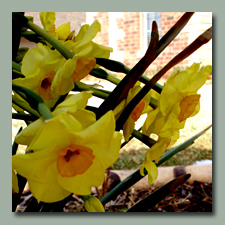 Sweet little long-neck daffies