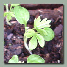 seedlings