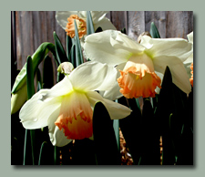 A charming pastel daffodil