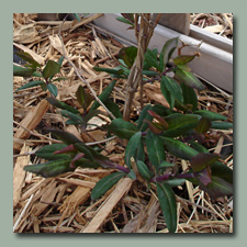 Goldflame honeysuckle