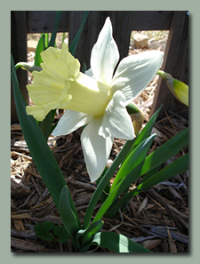 Pastel Daffodil