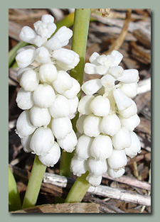 Muscari Botryoides Album