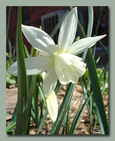 Narcissus Thalia Triandus
