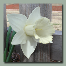 White Daffodil