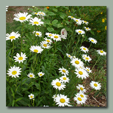 Shasta Daisies