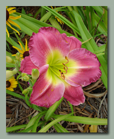 Click here for Reddish Daylilies