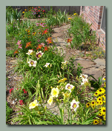 Daylilies