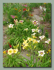 Daylilies