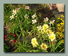 Daylilies