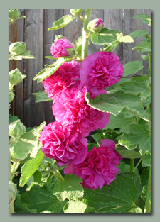 Double Pink Hollyhocks