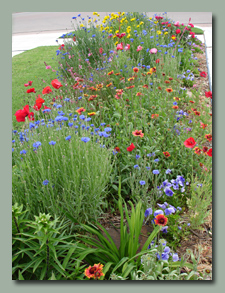 Driveway prarie garden