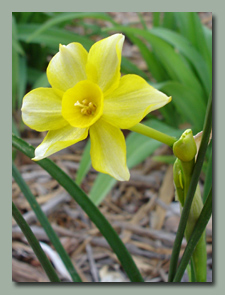 Tiny Yellow Daffodil