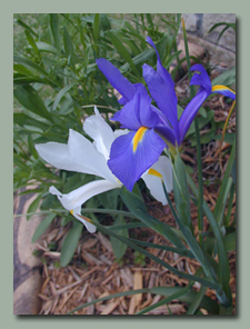 Dutch Iris