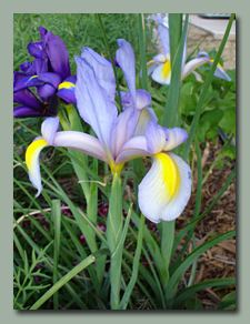 Dutch Iris