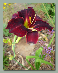 Click here for Daylilies that bloom late