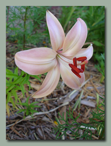 Fairest Asiatic Lily