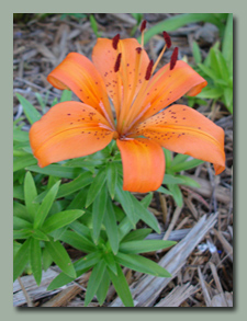 Orange Asiatic Lily