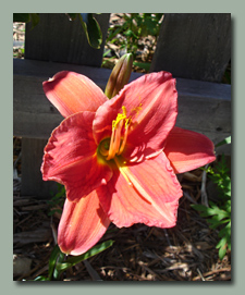 Fires of Fugi, a new daylily