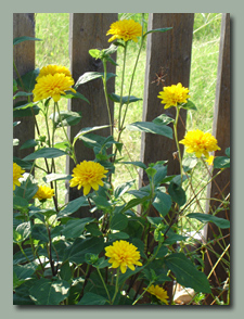 Helianthus-x-multiflorus-Flore-Pleno (double sunflower)