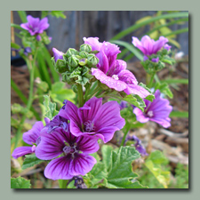 French Hollyhock