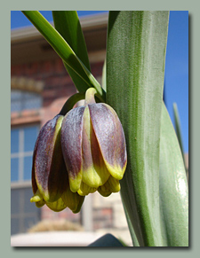 Fritillaria Uva Vulpis