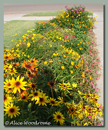 Front Bed Mid July