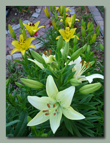 Lilies by Front Walk