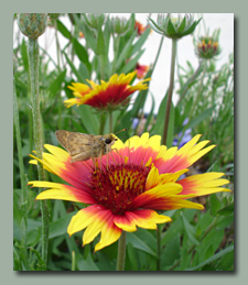 Gaillardia and Friend