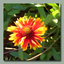 Gaillardia