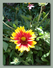 Gaillardia