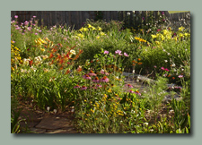 daylilies and more