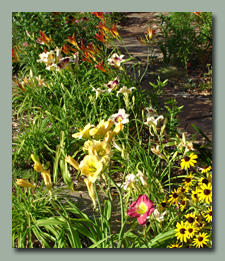 Garden Flowers