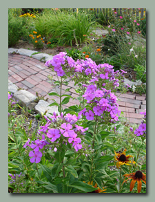 Garden Phlox