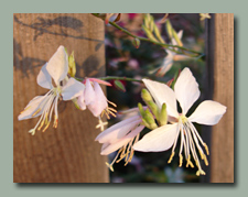 Gaura