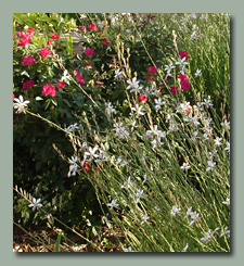 Gaura in the Backyard