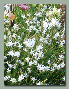 Gaura