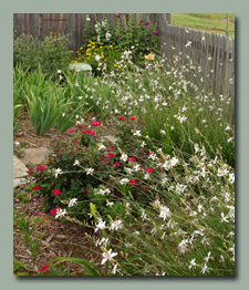 Gaura and Roses