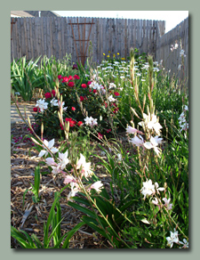 Gaura and More