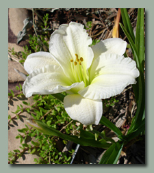 Click here for Near White Daylilies