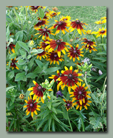 Gloriosa Daisies